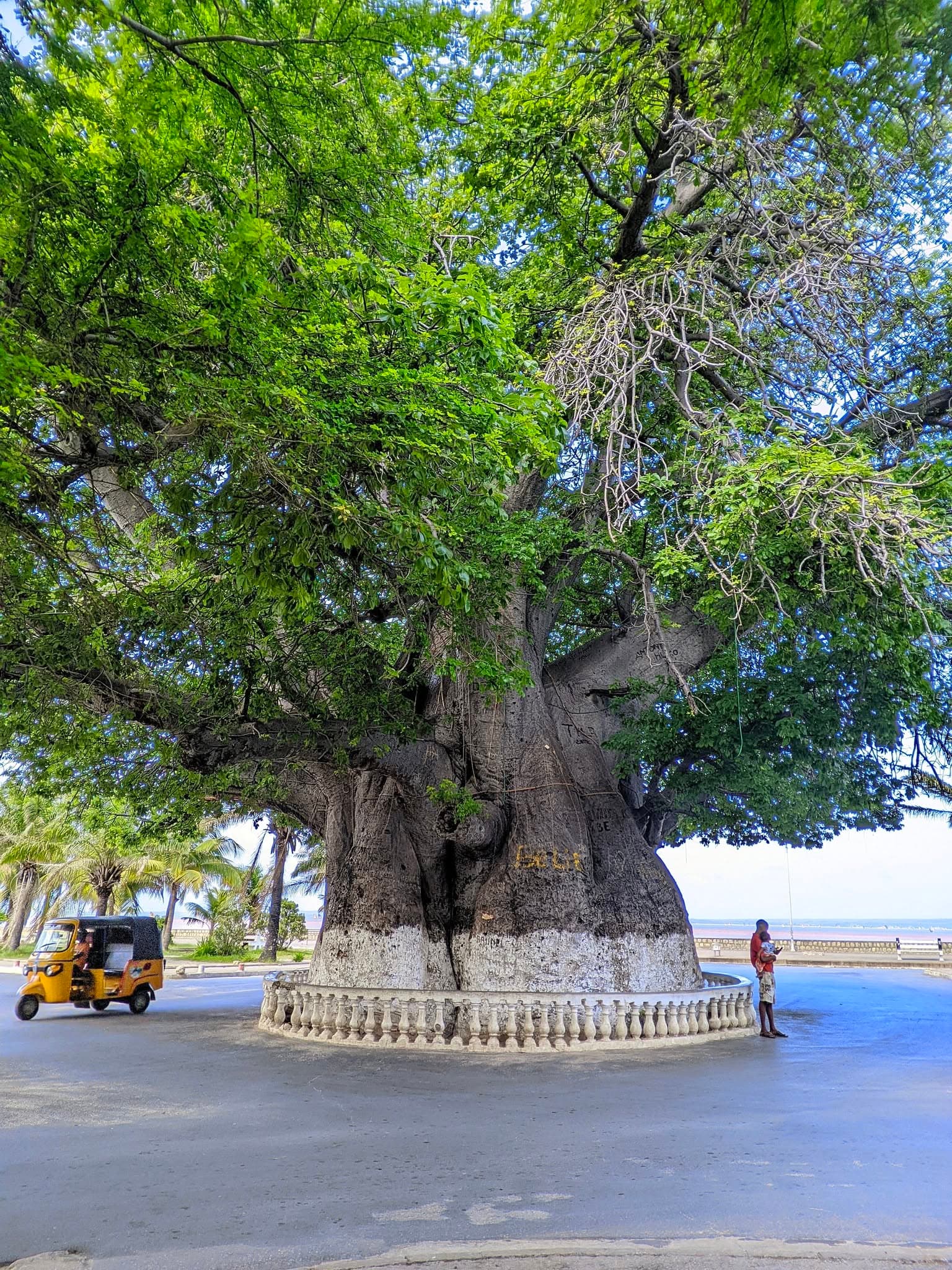 Le Baobab sacré